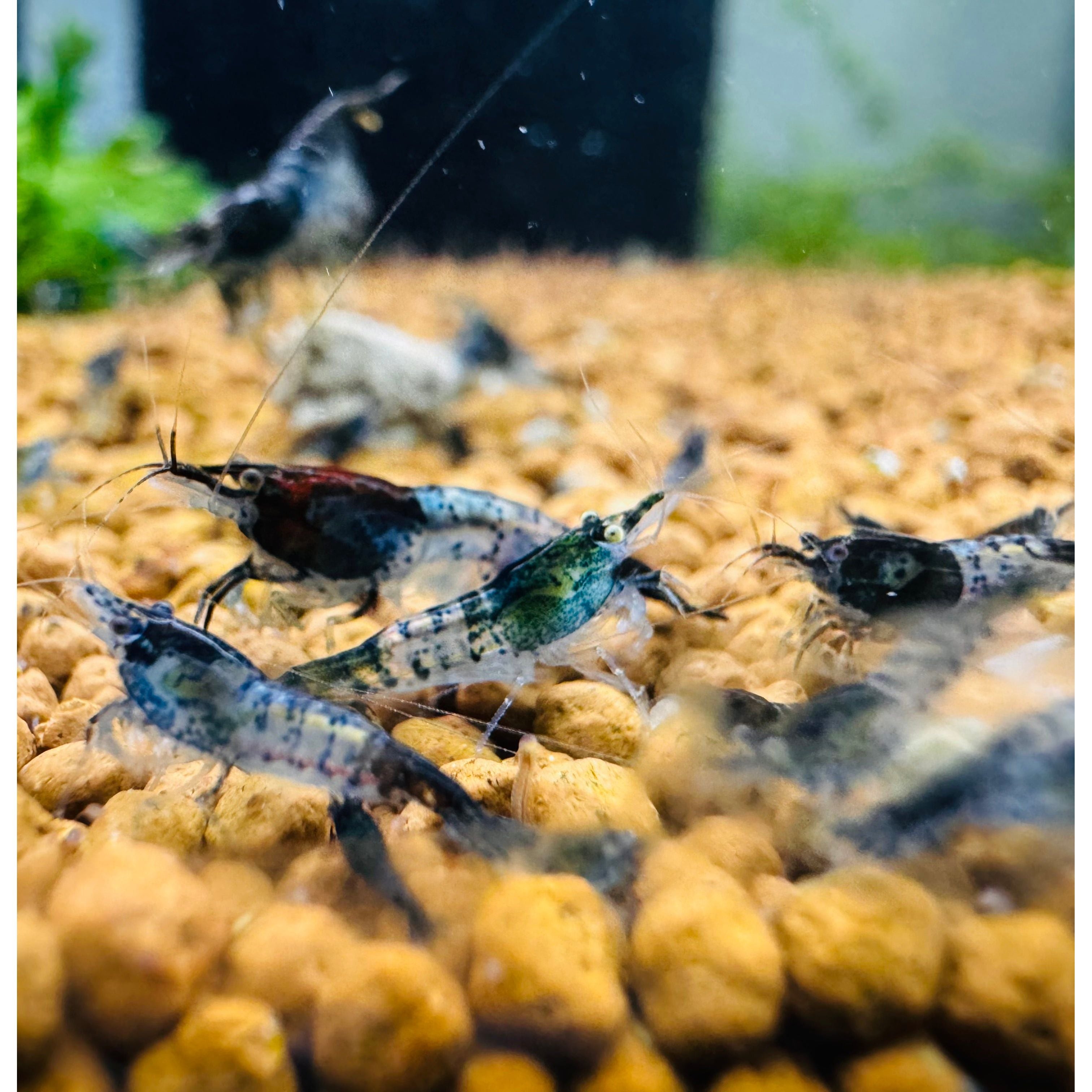 Cherry Shrimp - Blue Carbon 1cm Micro Aquatic Shop