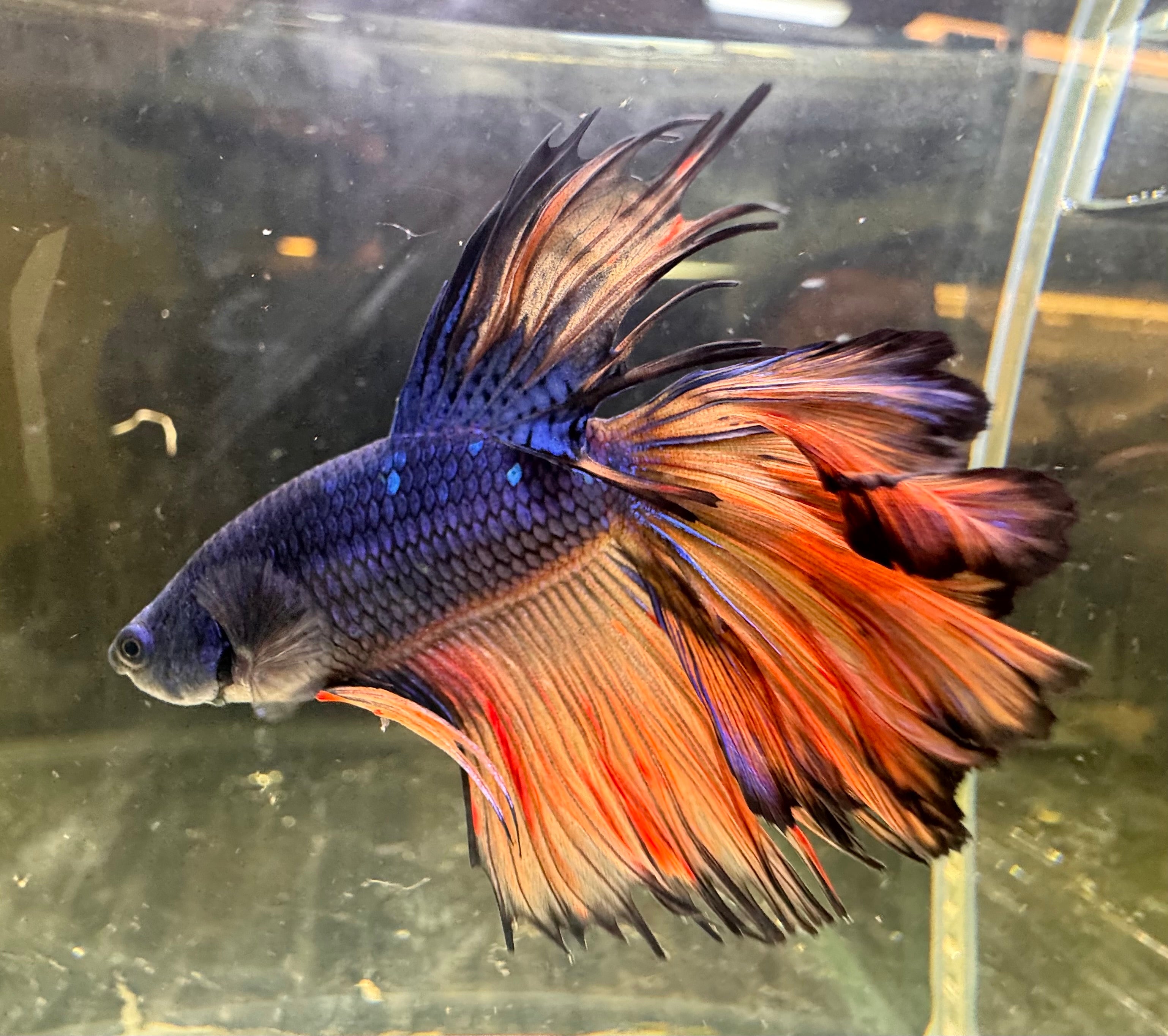 Betta Male - Half Moon Doubletail Blue