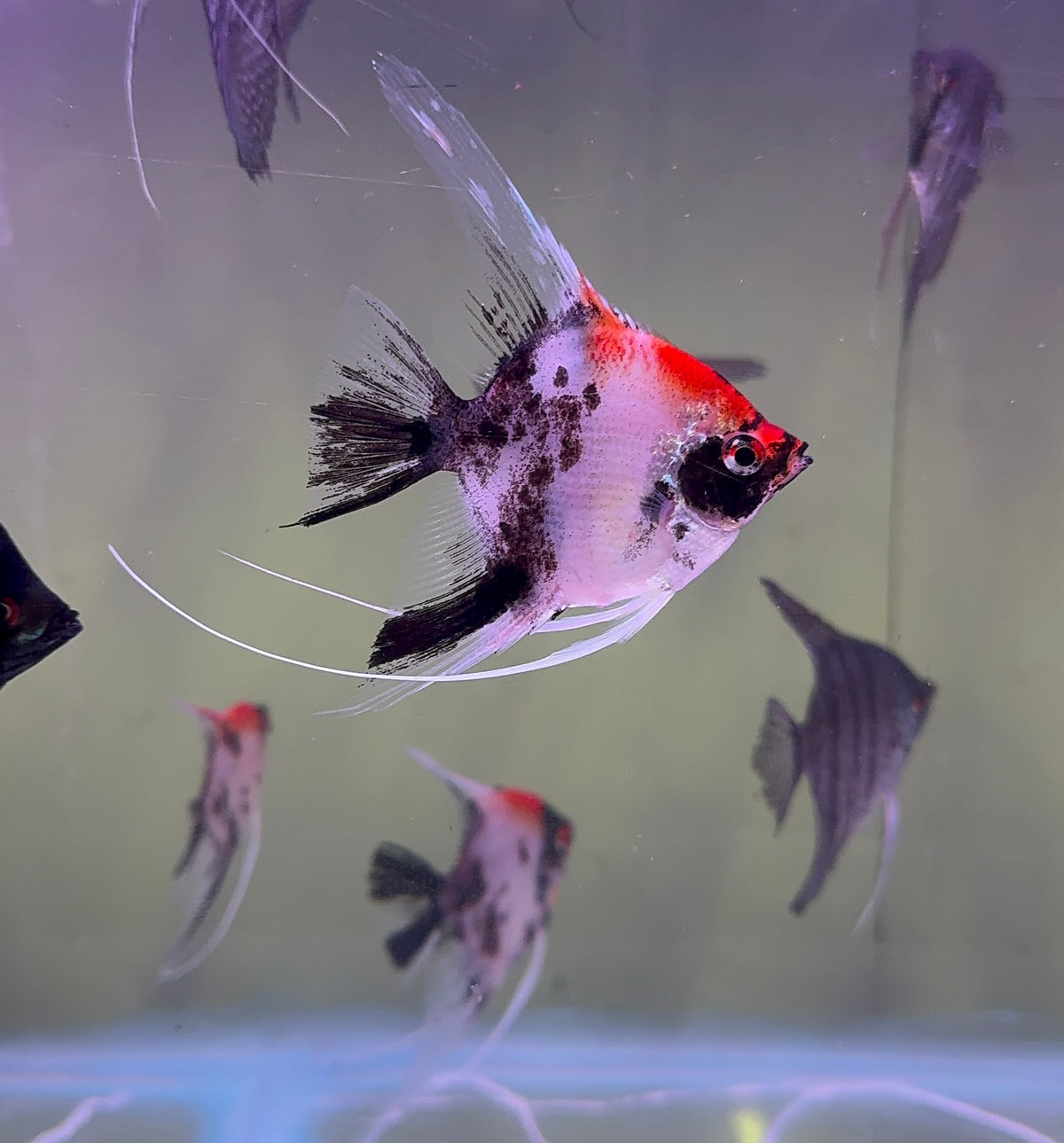 Angel Fish - German Red Devil Angel Rare 4cm