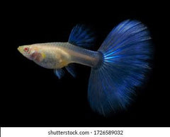 Albino Blue Topaz Guppy Female 3cm