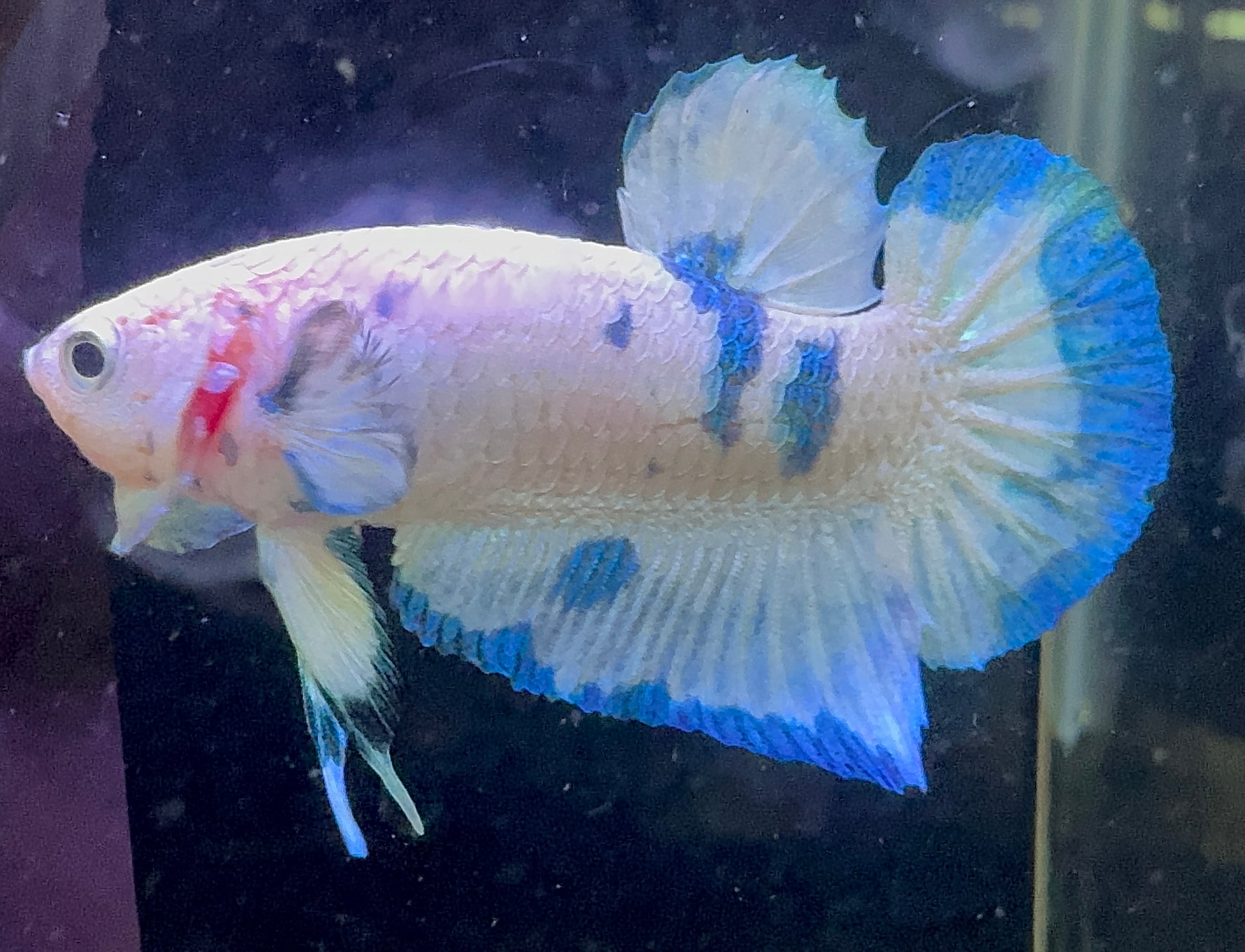 Marble Prince Male Beta 1