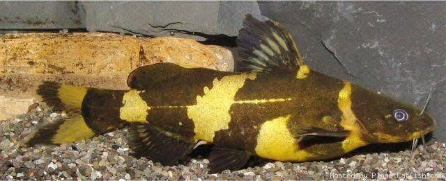 Catfish - Bumble Bee 8cm