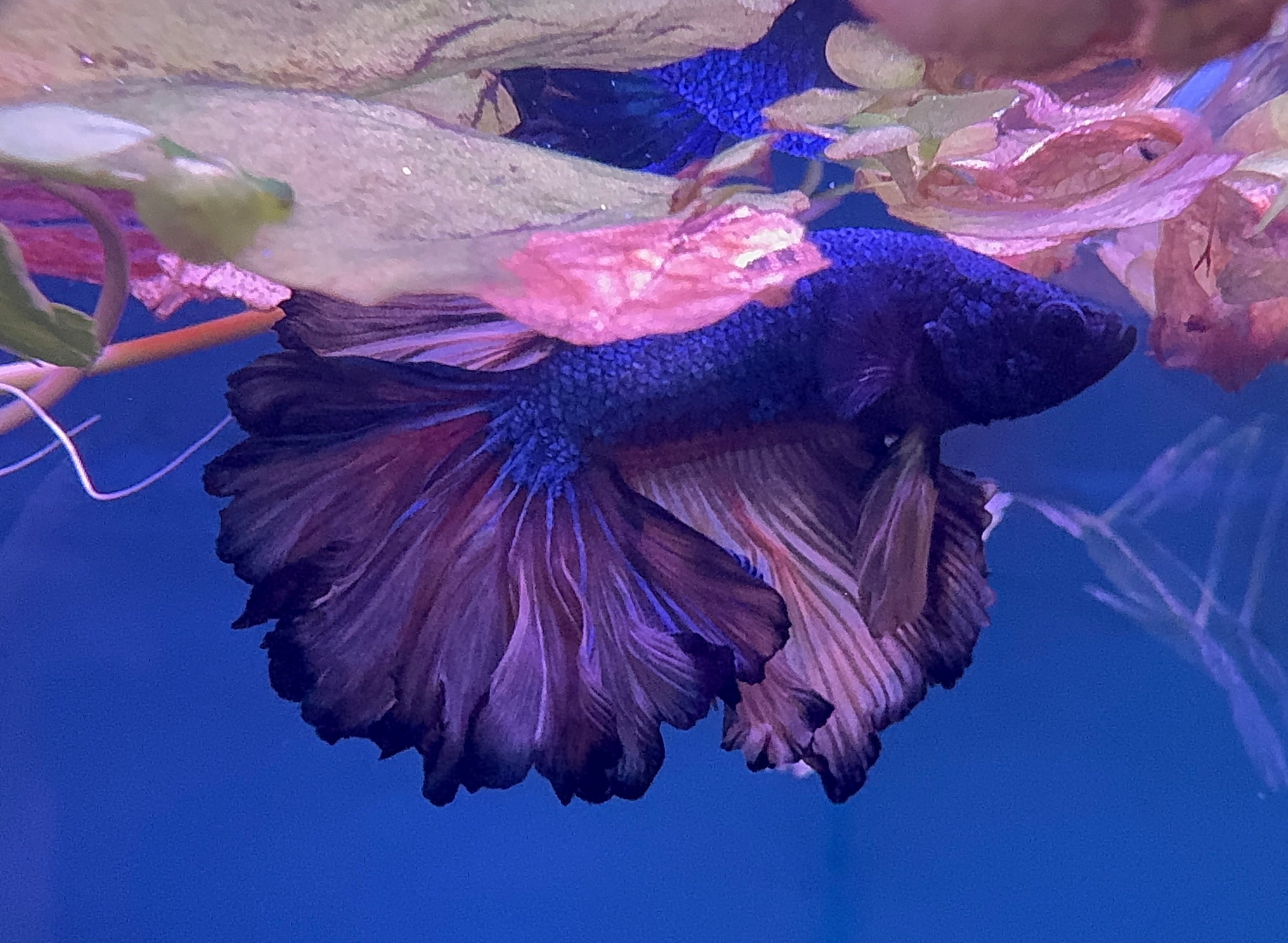 Betta Male - Dark Knight A2