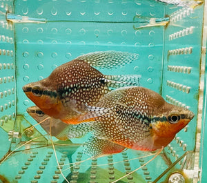 Gourami - Short Body Pearl 6cm Show Micro Aquatic Shop