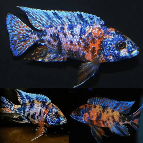 African Cichlid - Assorted OB Peacock 6cm