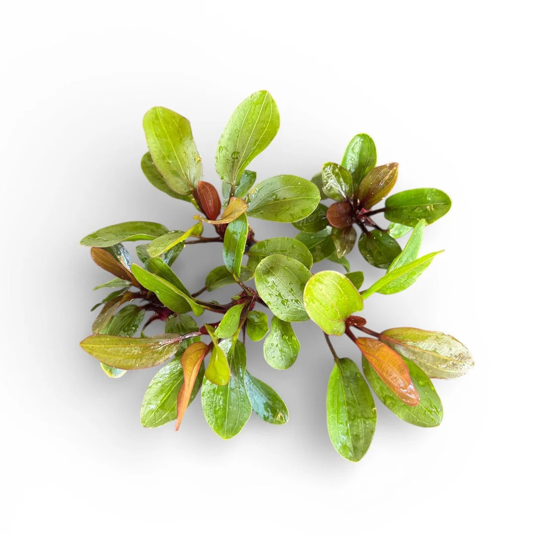 Echinodorus amazon 'Big Bear” Micro Aquatic Shop