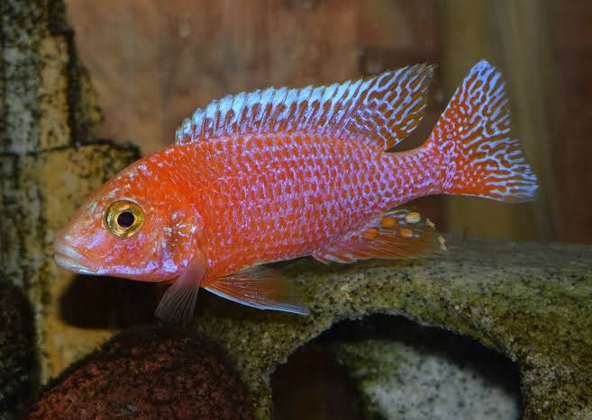 Strawberry Peacock Cichlid 5cm