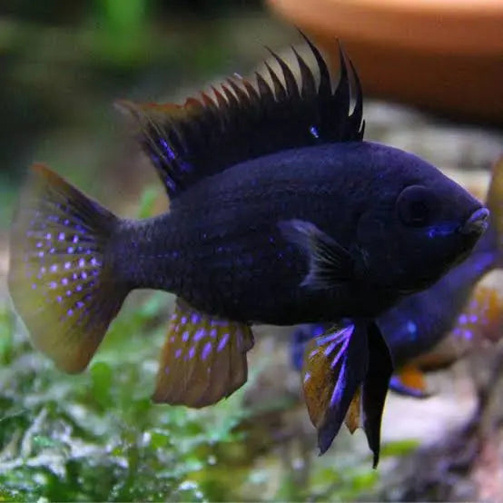 Rams - Dark Knight 3cm Micro Aquatic Shop