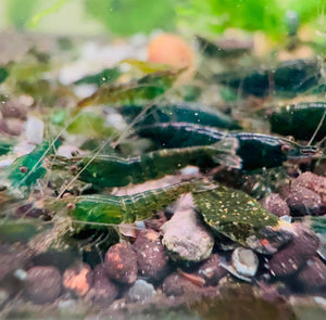 Cherry Shrimp - Emerald Green 1cm *RARE* Micro Aquatic Shop