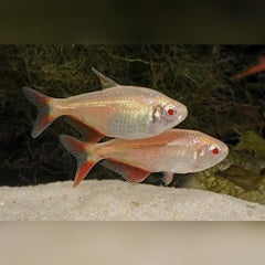 Tetra – Gold Buenos Aires 4cm Show