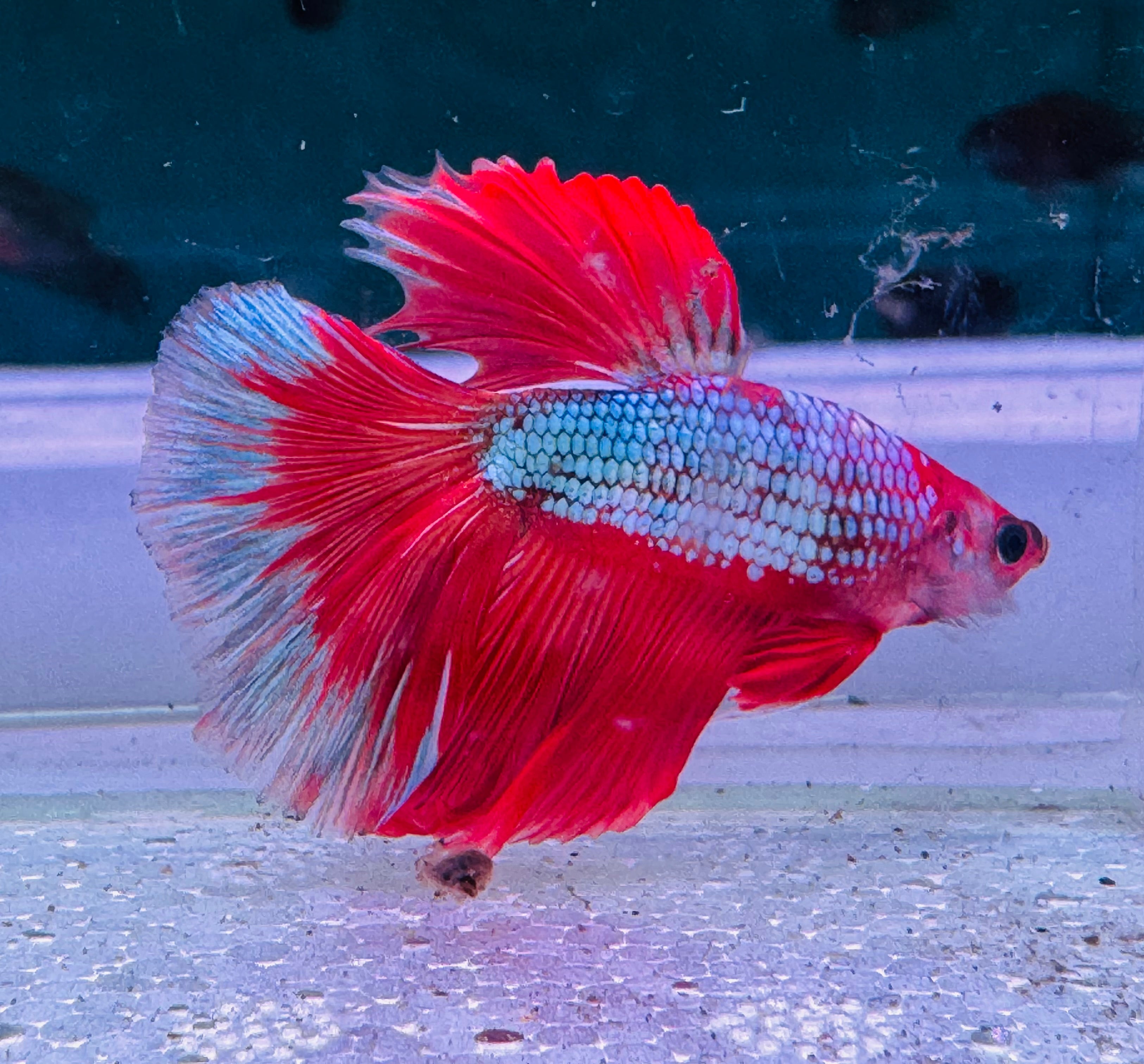 Betta Male - Rainbow Color C2