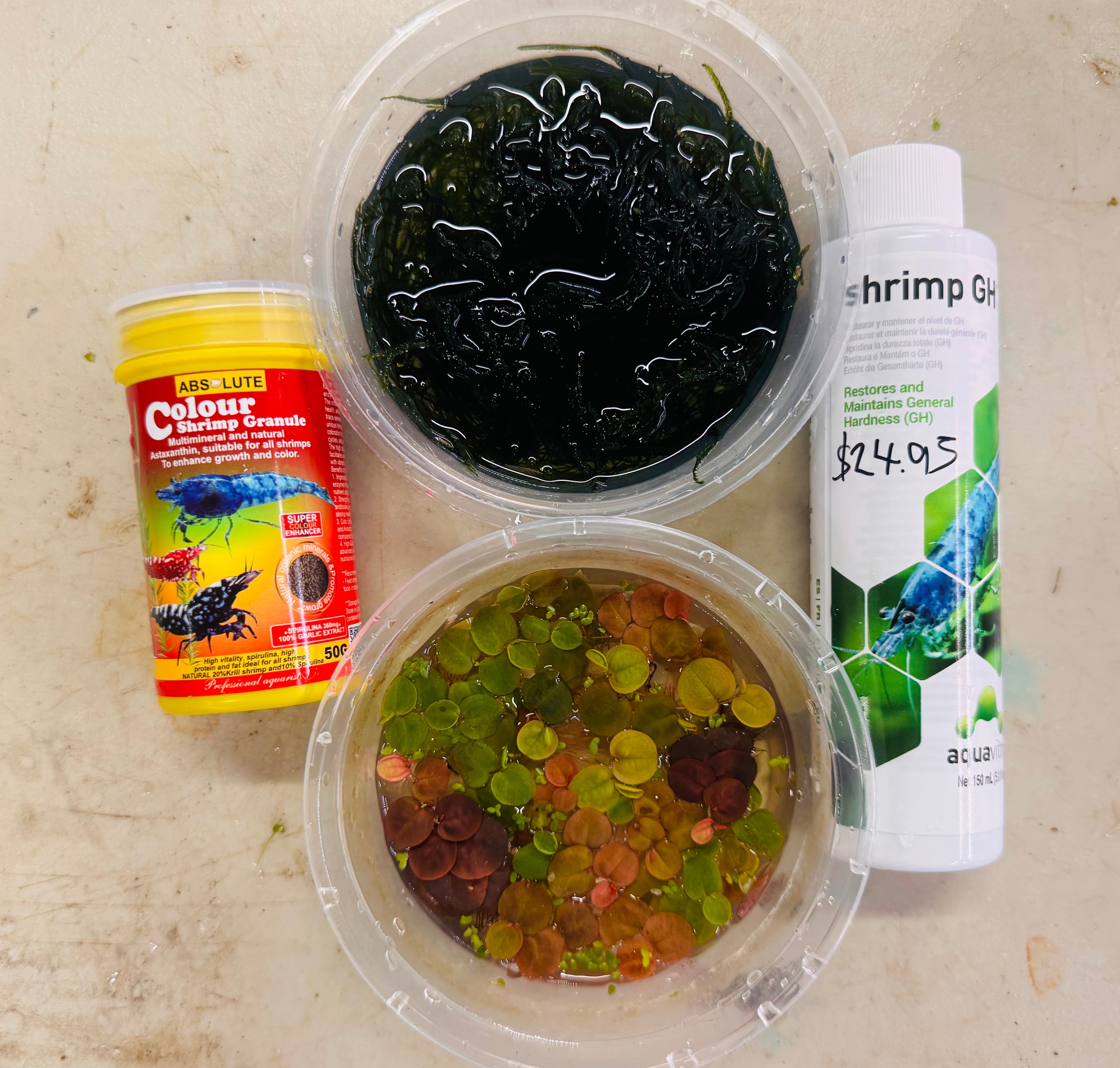 Bloody Mary Cherry Shrimp Starter Bundle Micro Aquatic Shop