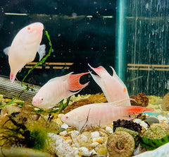 Albino Paradise Fish 5cm