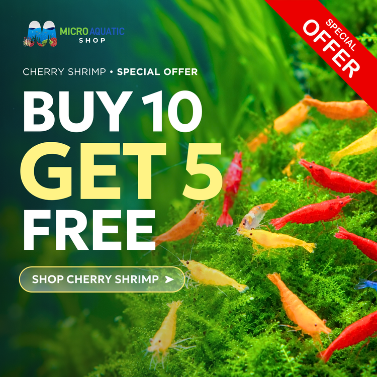 BUY 10 GET 5 FREE - BIGGEST CHERRY SHRIMP OFFER