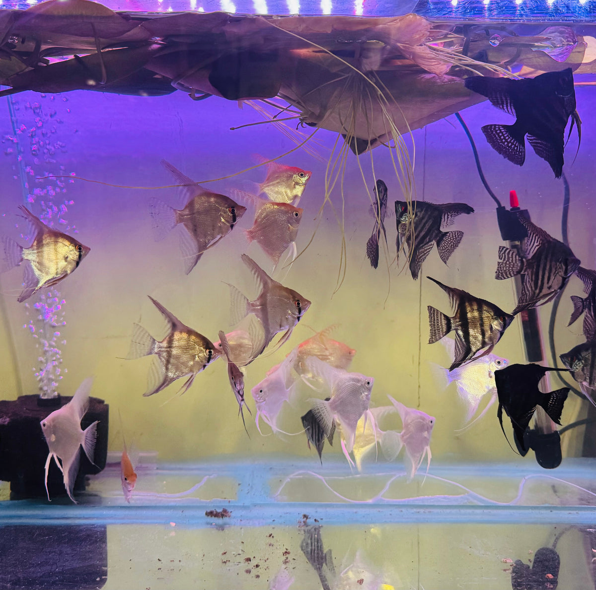 Angel Fish - Assorted Fancy Show 7cm