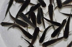 Japanese rice fish - Black Medaka 1-2cm