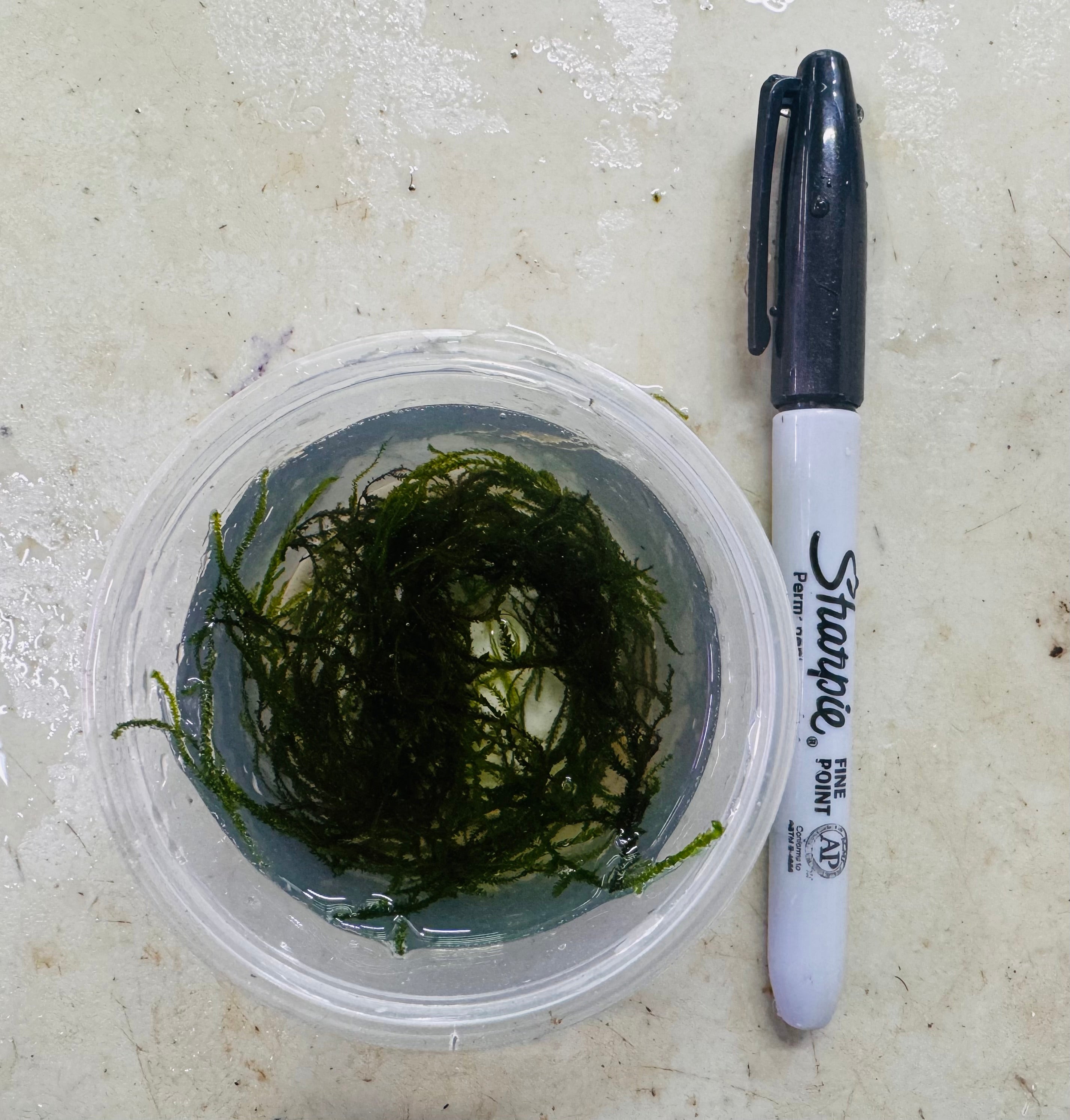 Flame Moss Taxiphyllum sp
