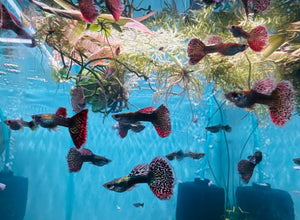 Guppy - Red Dragon Micro Aquatic Shop
