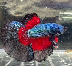 Betta Male - A Grade Giant Super Delta 6cm Show A7