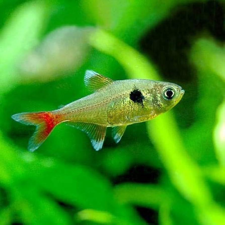 Yellow Phantom Tetra 3cm