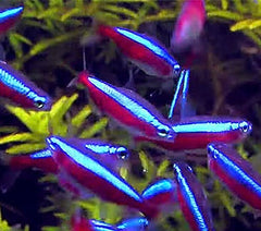 Cardinal Tetra 2cm