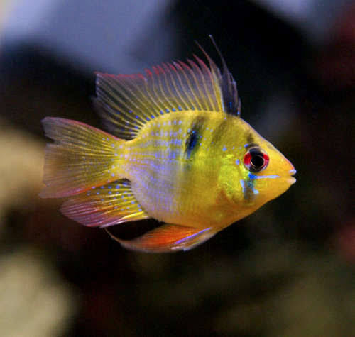 German Balloon Ram (Microgeophagus ramirezi) 3cm Show