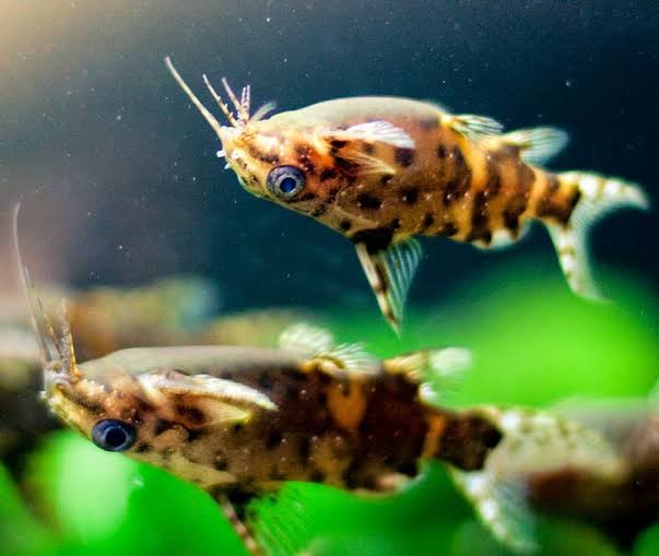 Synodontis nigriventris - Uspside Down Catfish