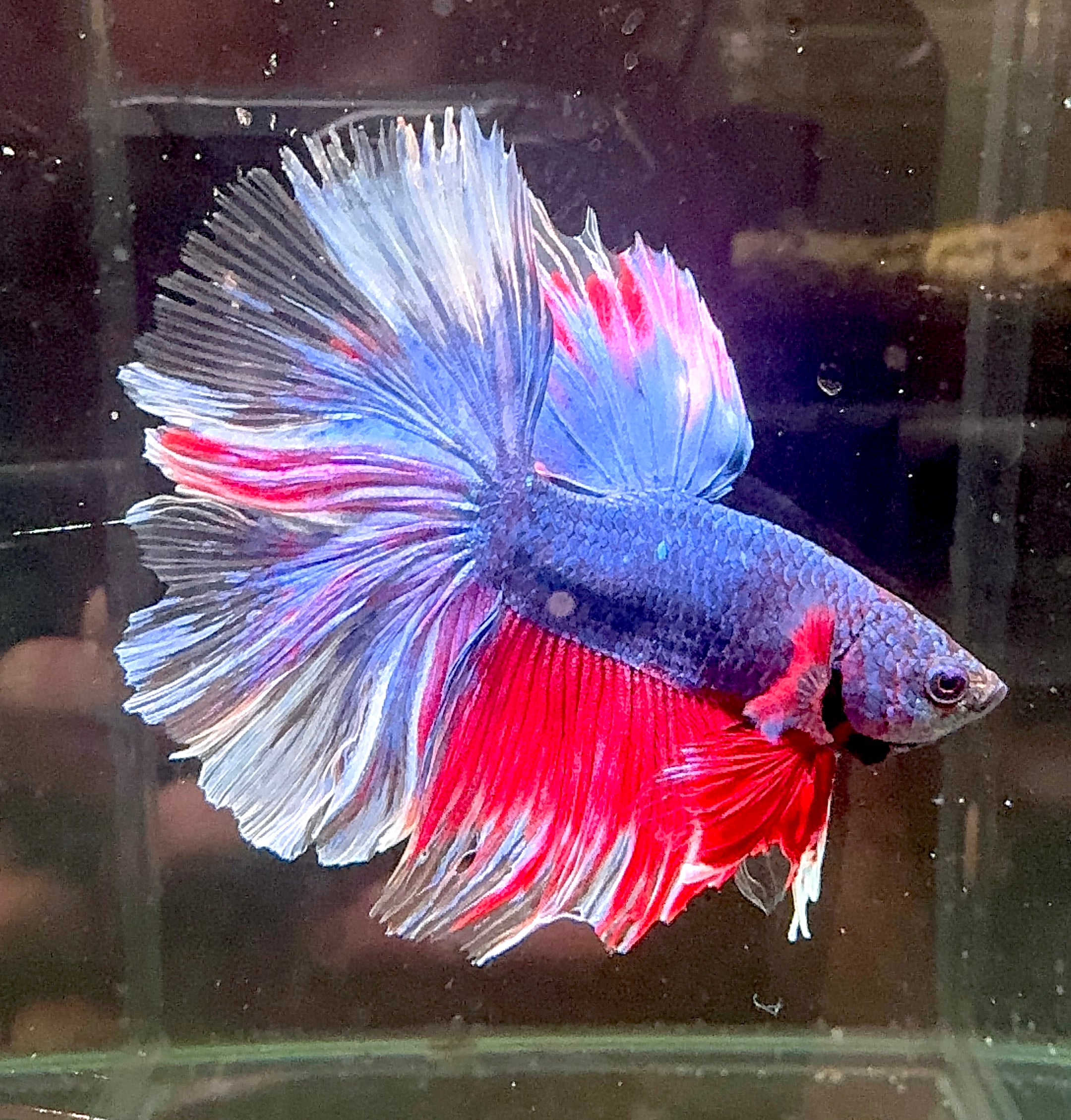 Betta Male - A Grade Half Moon Flag Color 1