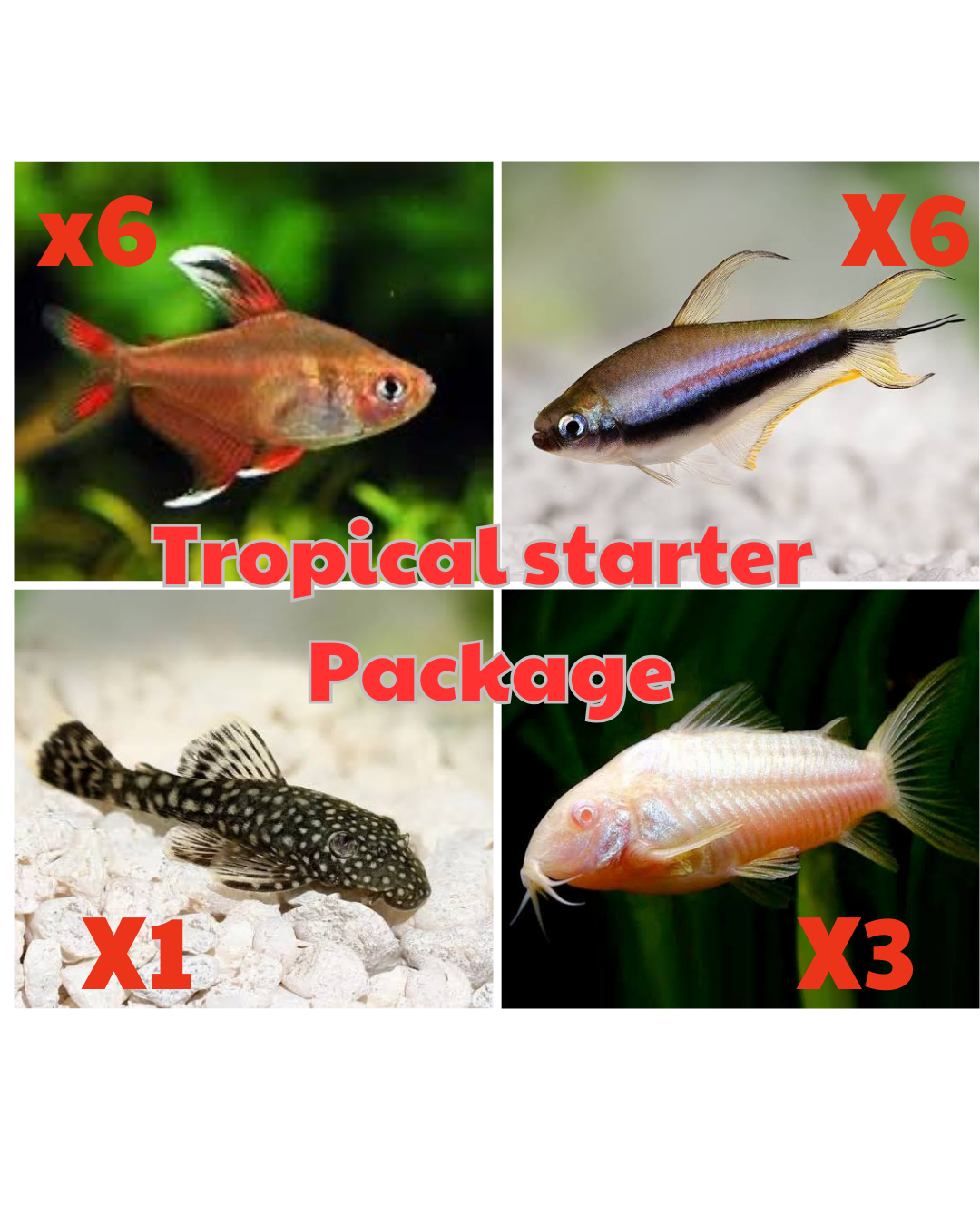 *New* 16x Tropical Starter Package 3