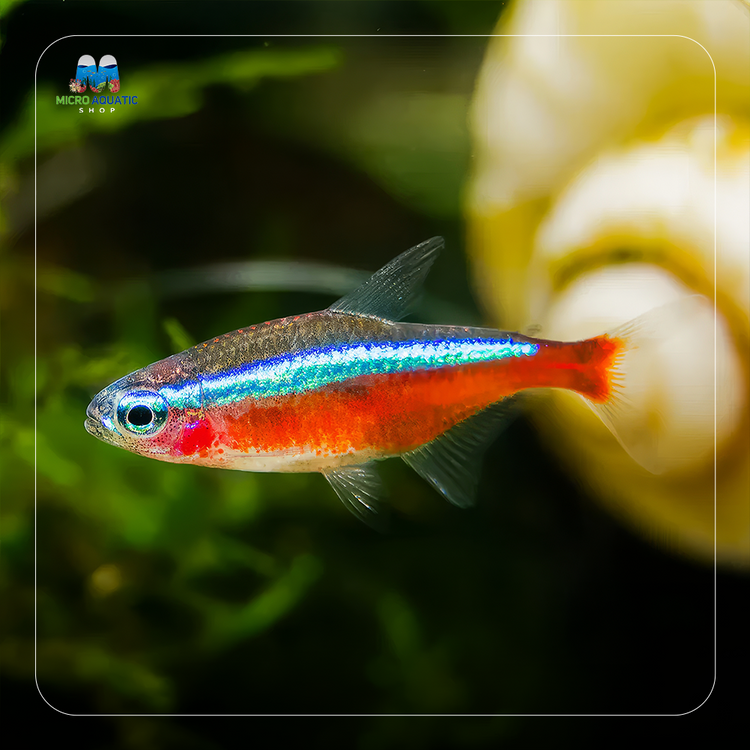 Tetra - Cardinal 2cm Micro Aquatic Shop