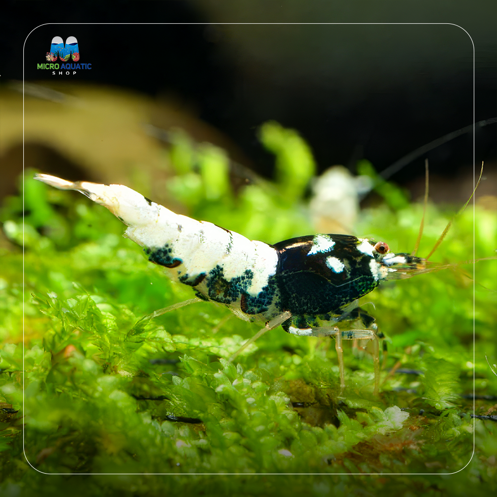 Caridina Shrimp - German Spotted Head Pinto