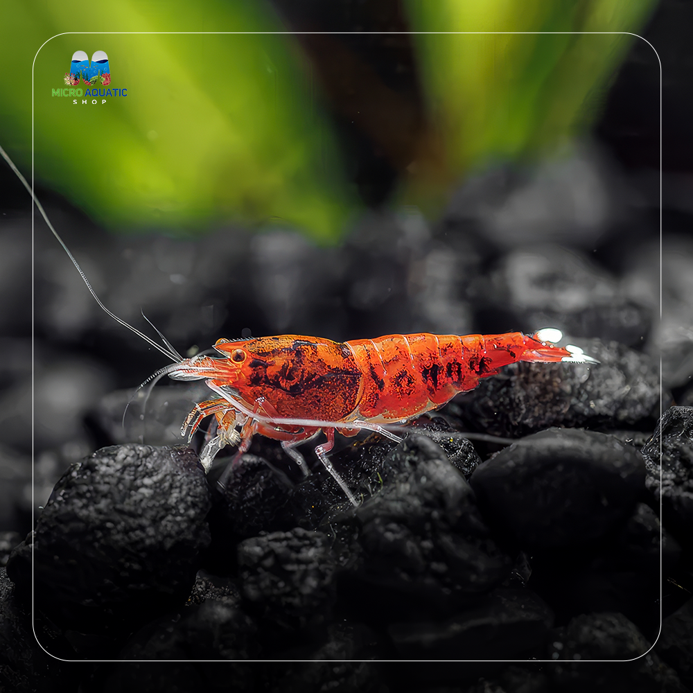 Caridina Shrimp - Red Extreme King Kong