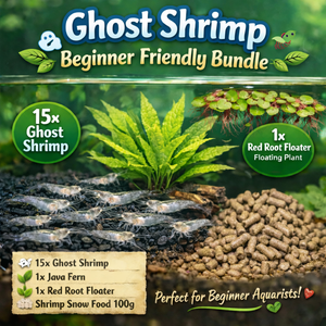 Ghost Shrimp – Beginner Friendly Bundle Micro Aquatic Shop