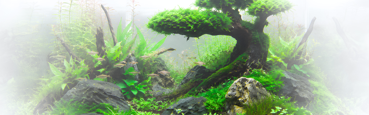 Bonsai driftwood and live plants in a freshwater aquarium