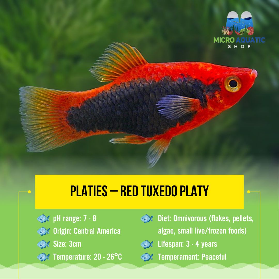 Platies – Red Tuxedo Platy (Xiphophorus maculatus) 3cm