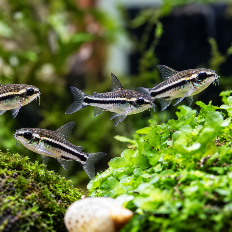 Corydoras - Pygmy Catfish