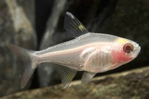 Tetra - Red Eyes X-ray Tetra 4