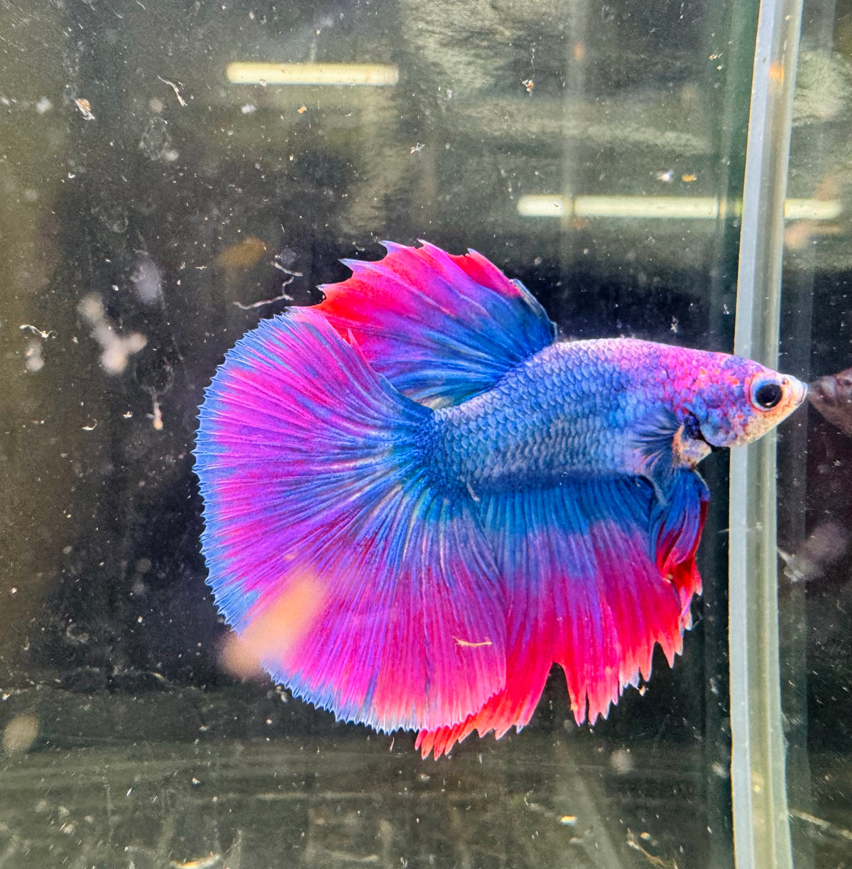 Betta Male - Purple Dress