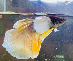 Betta Male - A Grade Dumbo Ear Longfin 6cm Show A1