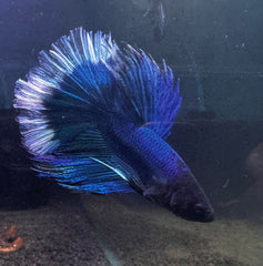 Betta Male - Half Moon Blue Show Grade