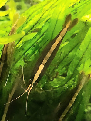 Australian Riffle Shrimp - Filter Shrimp (ULTRA RARE) Micro Aquatic Shop