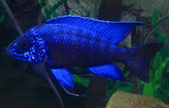 Blue Peacock Cichlid 5cm