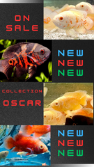 Flash Sale Collection 4 Color Oscar 6cm Cute Size
