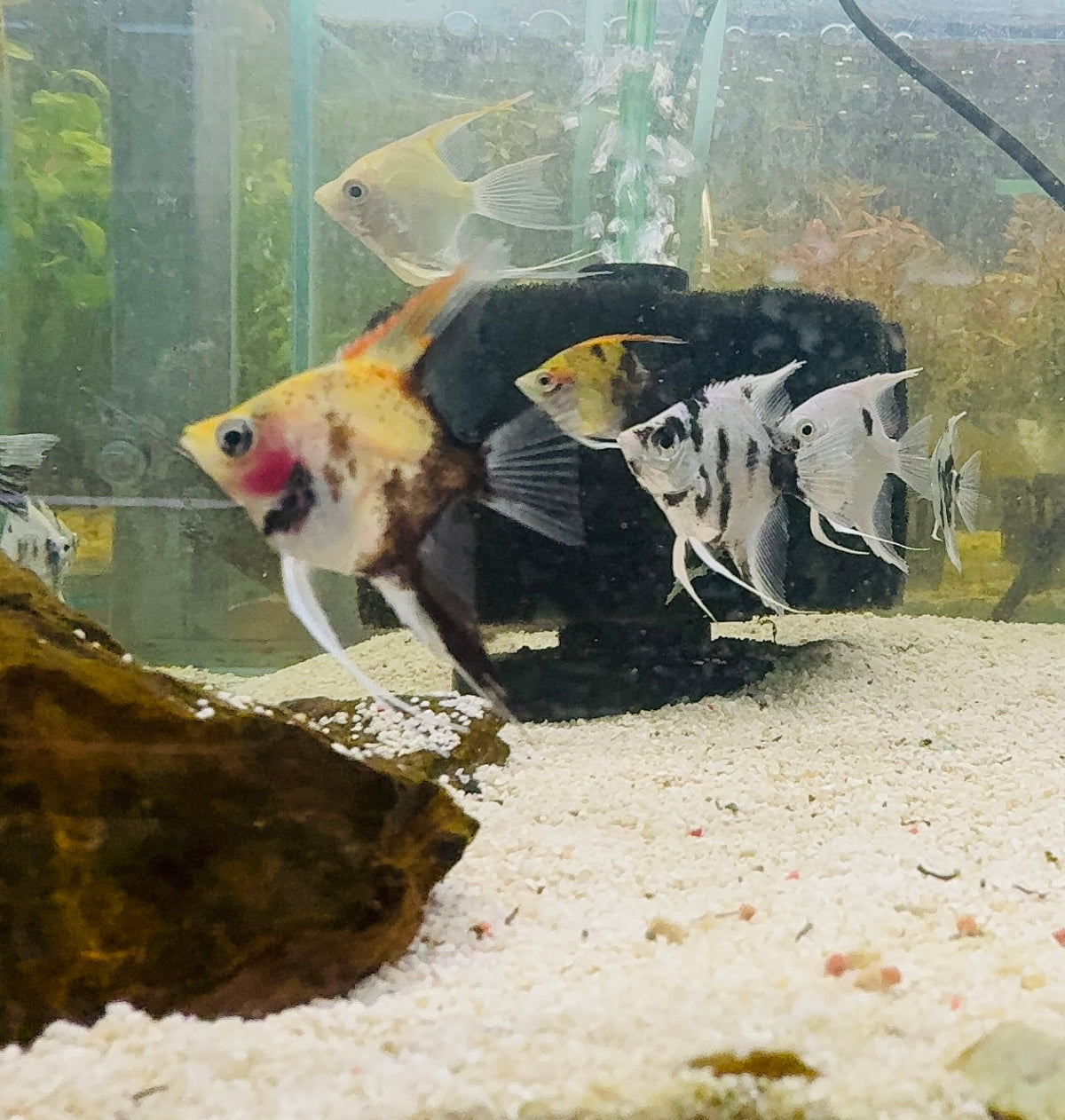 Flash Sale Angel Fish - Assorted Fancy 4cm Cute Size