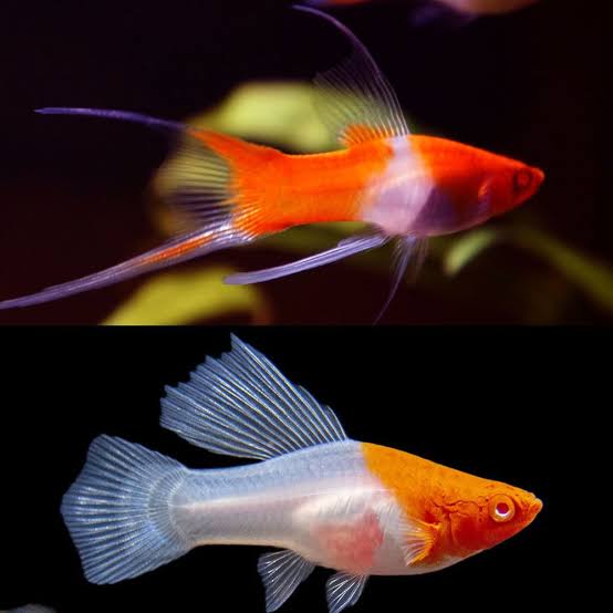 Swordtail - Albino Hi Fin Double Tail Koi