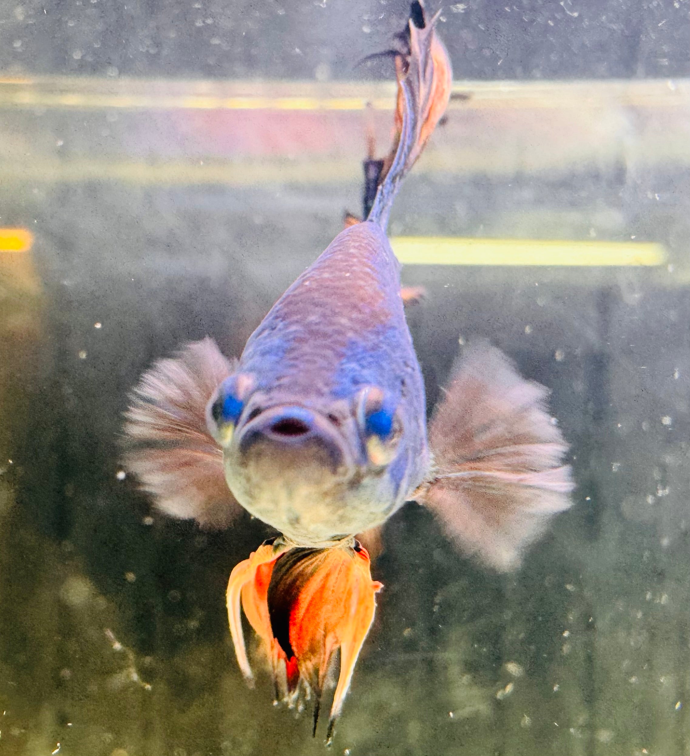 Betta Male - Half Moon Doubletail Blue