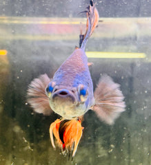 Betta Male - Half Moon Doubletail Blue