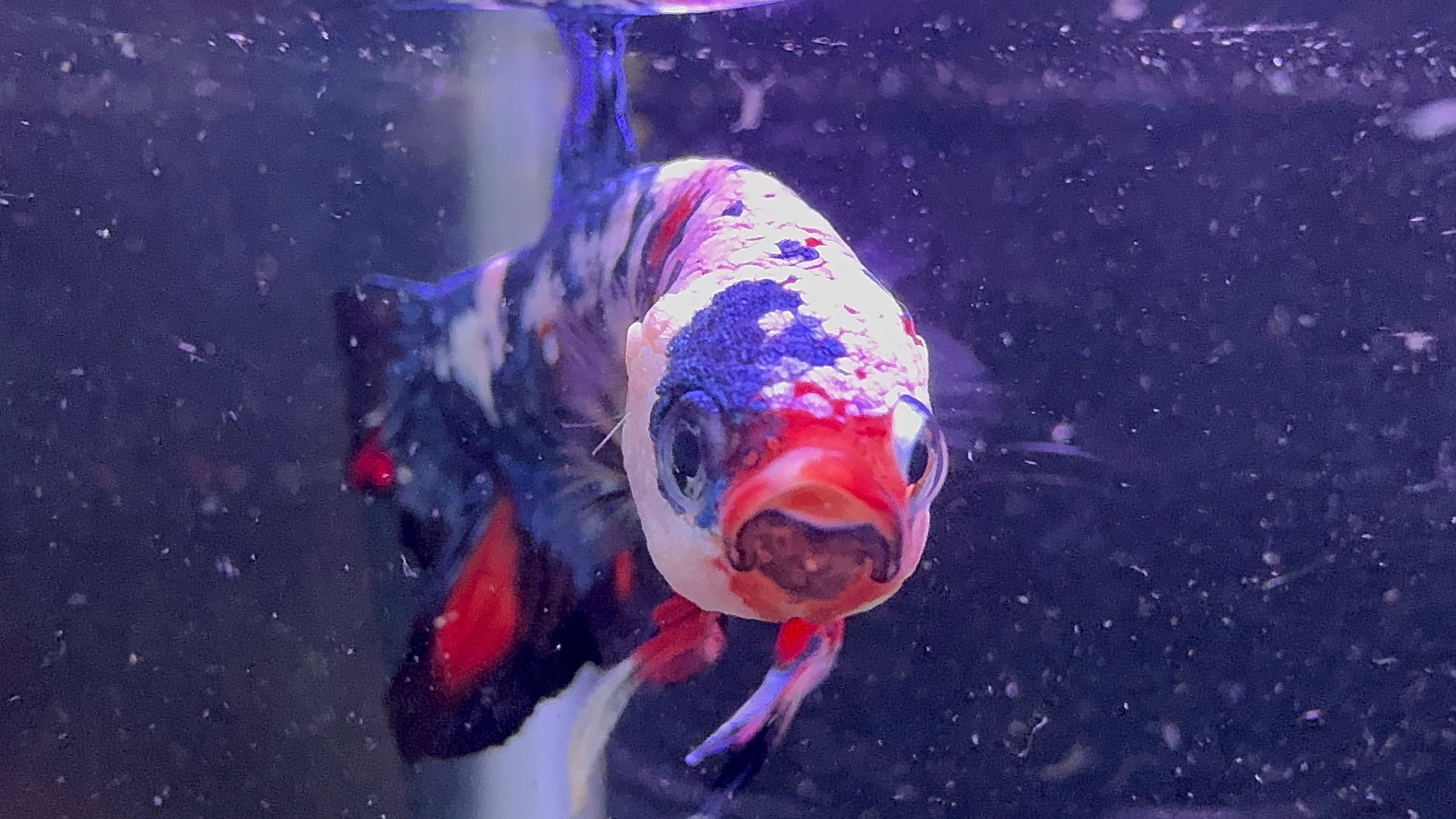 Male Beta - Painted Samurai