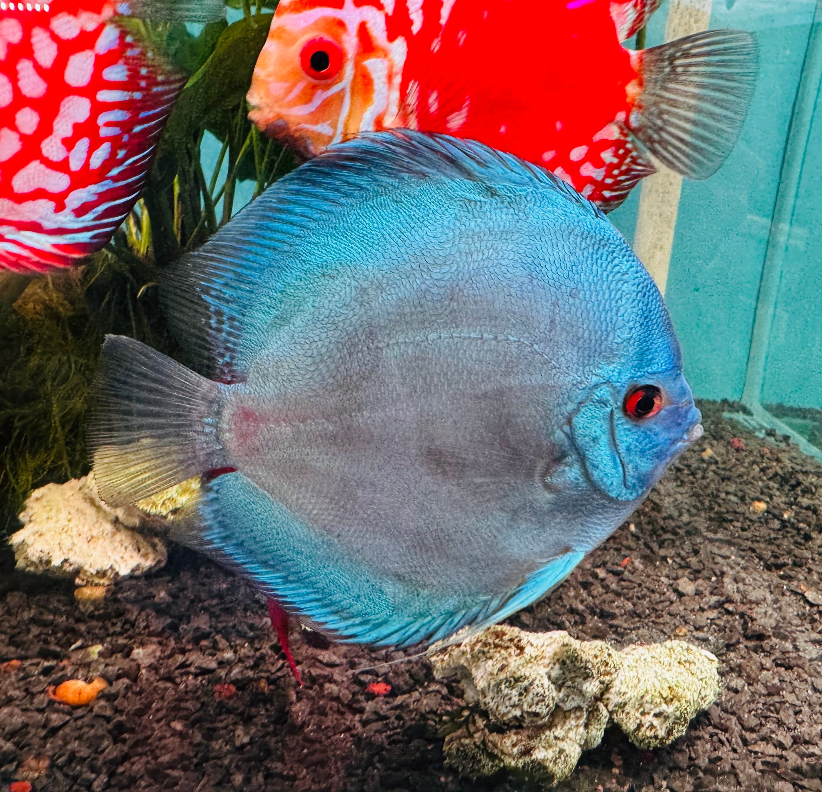 Discus - Giant brillian turquoise 14cm Show Micro Aquatic Shop
