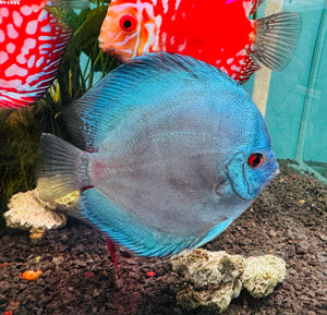 Discus - Giant brillian turquoise 14cm Show Micro Aquatic Shop